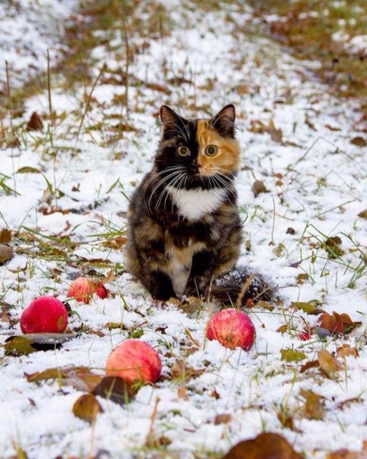 Осень снег кот