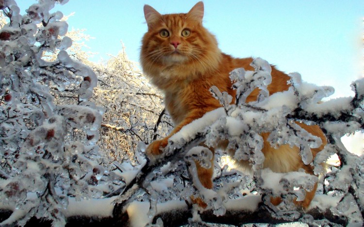 Кошечка в снегу