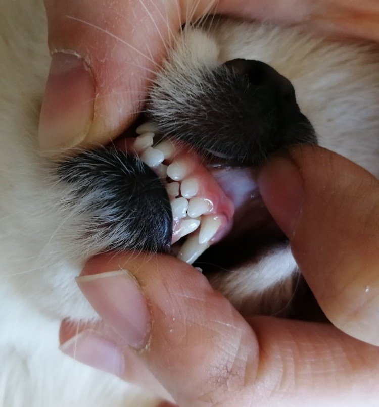 Прикус у померанского шпица