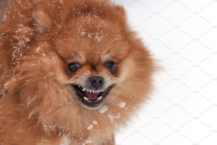 Уши померанского шпица