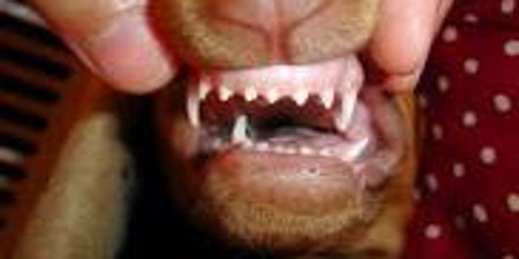 Челюсть йоркширского терьера