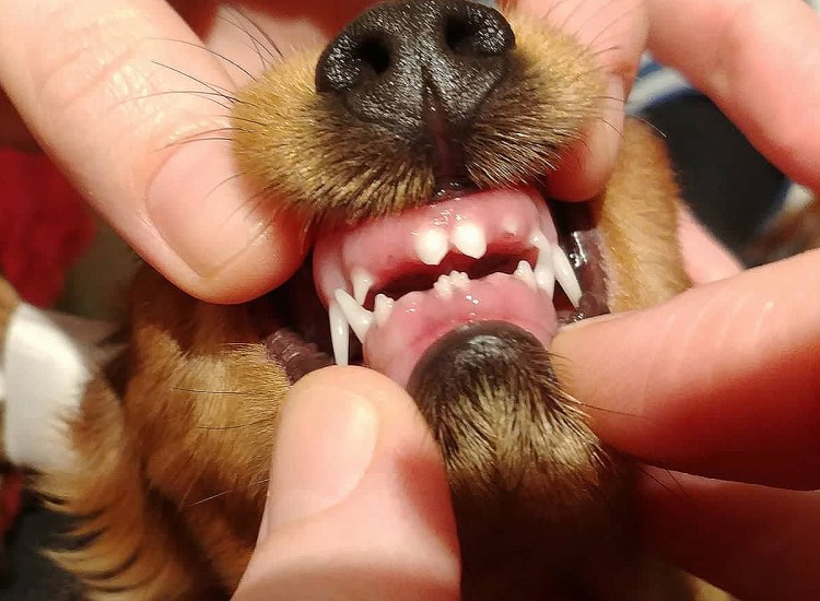 Прикус у померанского шпица