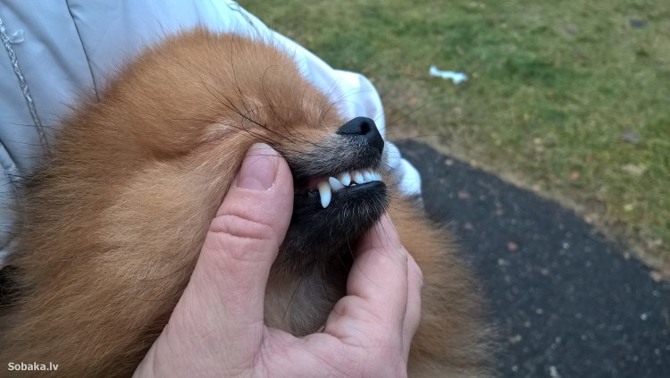 Зубы померанского шпица в 8 месяцев