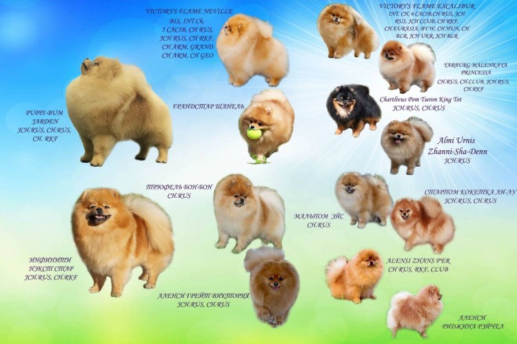 Шипперке прикус