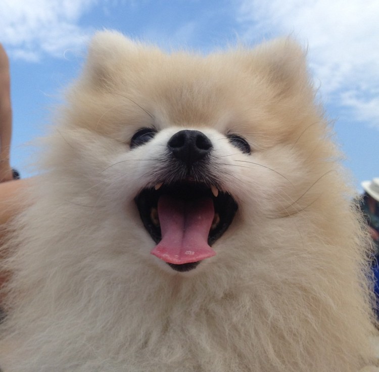 Строение челюсти и зубов собаки