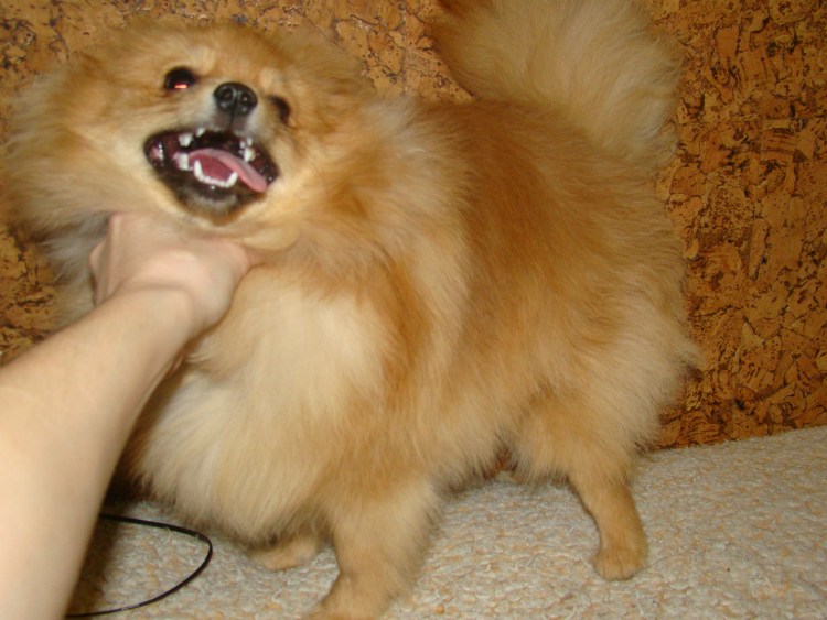 Померанский шпиц скалится