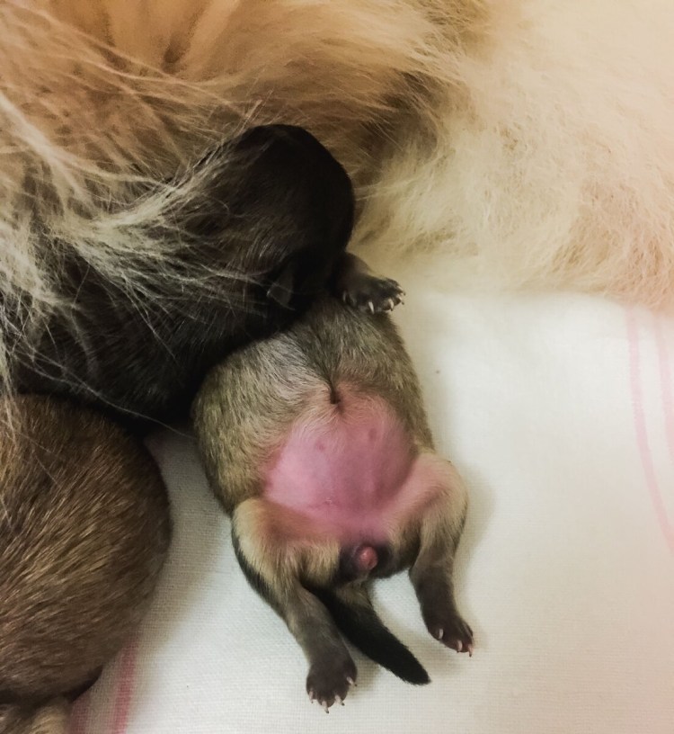 Ножницеобразный прикус у собак