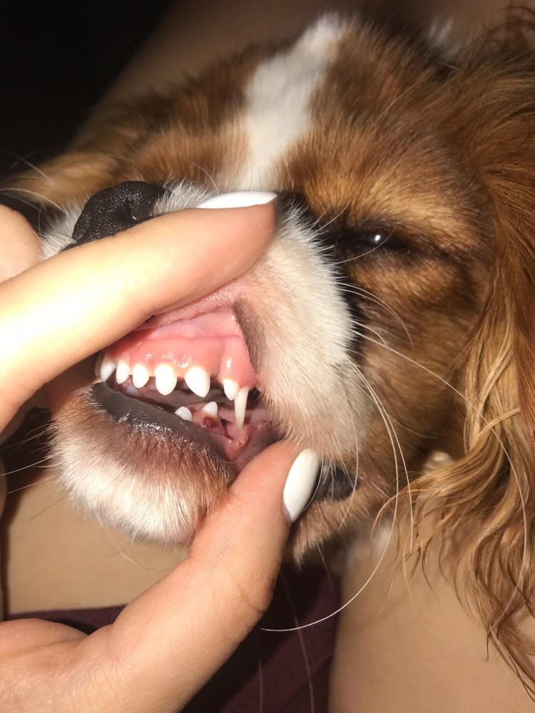 Шинирование зубов у собак