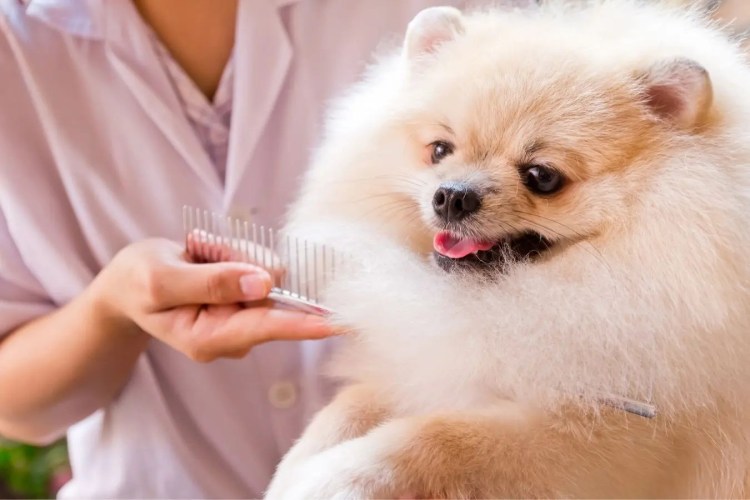 Прикус у щенка немецкой овчарки