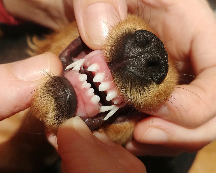 Померанский шпиц стандарт породы