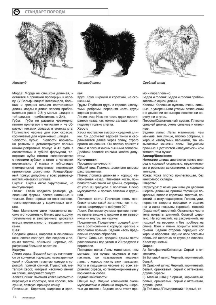 Померанский шпиц страшный