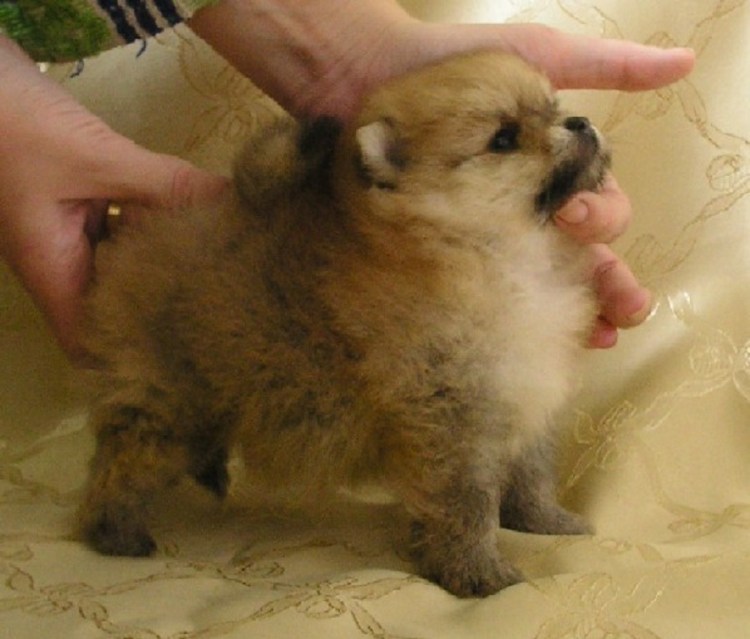 Зубной камень на зубах собак