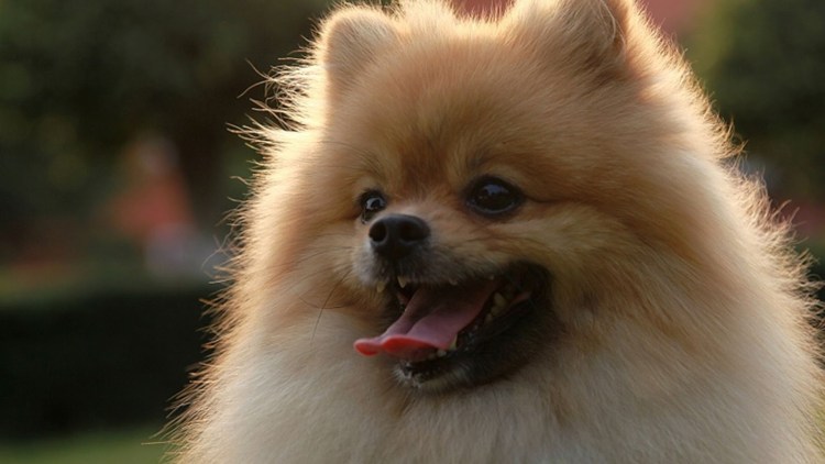 Pomeranian щенок