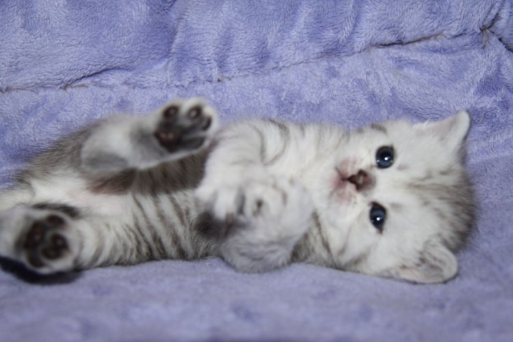 Недорогие вислоухие котята