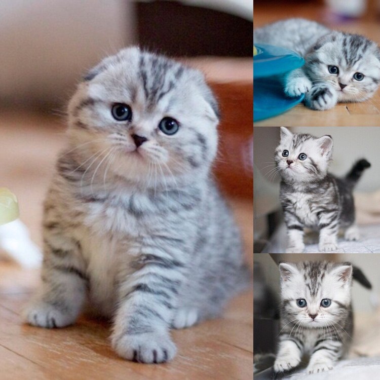 Ласковая умная