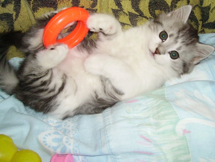 Кошки маленькие