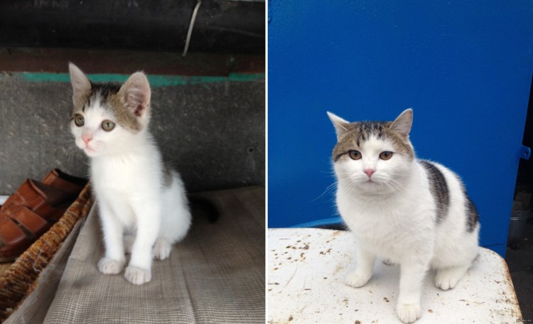 Кошка в полгода