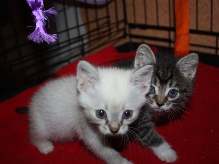 Обычный серый котенок