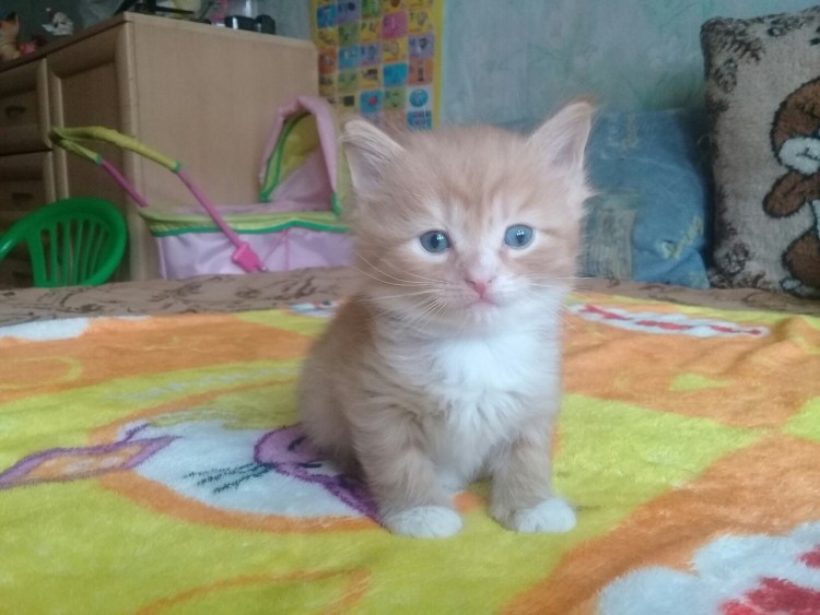 Котёнок в 2 месяца размер