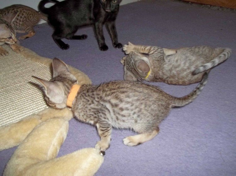 Шестимесячный котенок