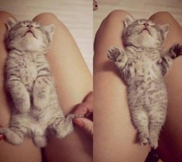 3 Месячные котята