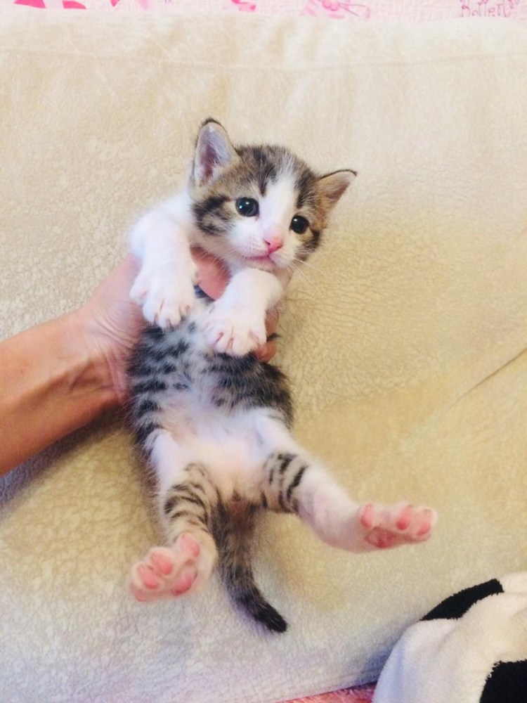 Уличный котенок в 10 месяцев