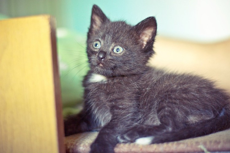 Котенок Максим