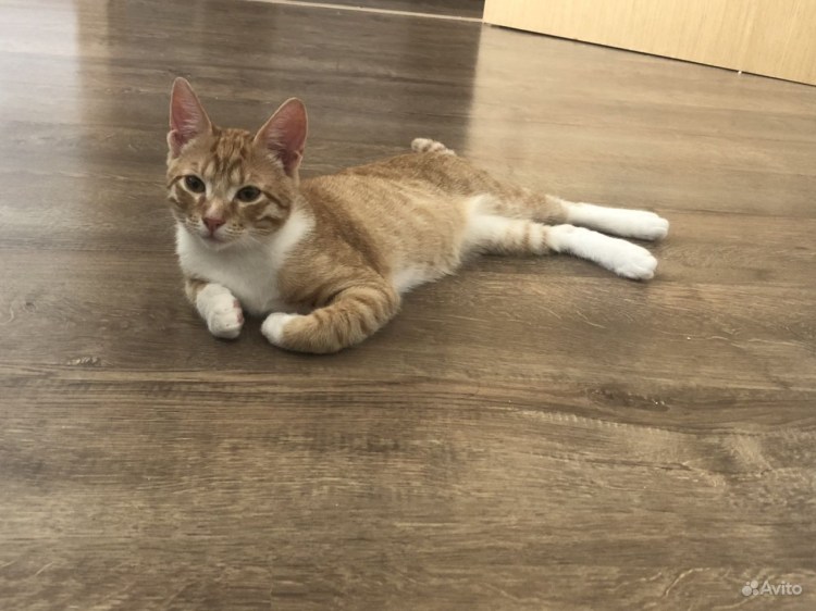 Шестимесячный котенок