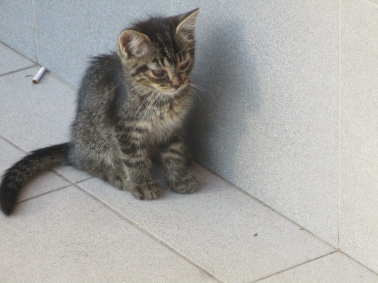 Полугодовалый котенок