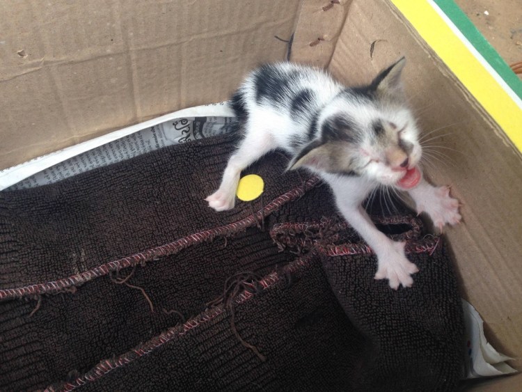 Картинки на рабочий стол милые