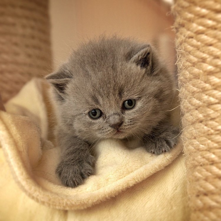 Кот полгода