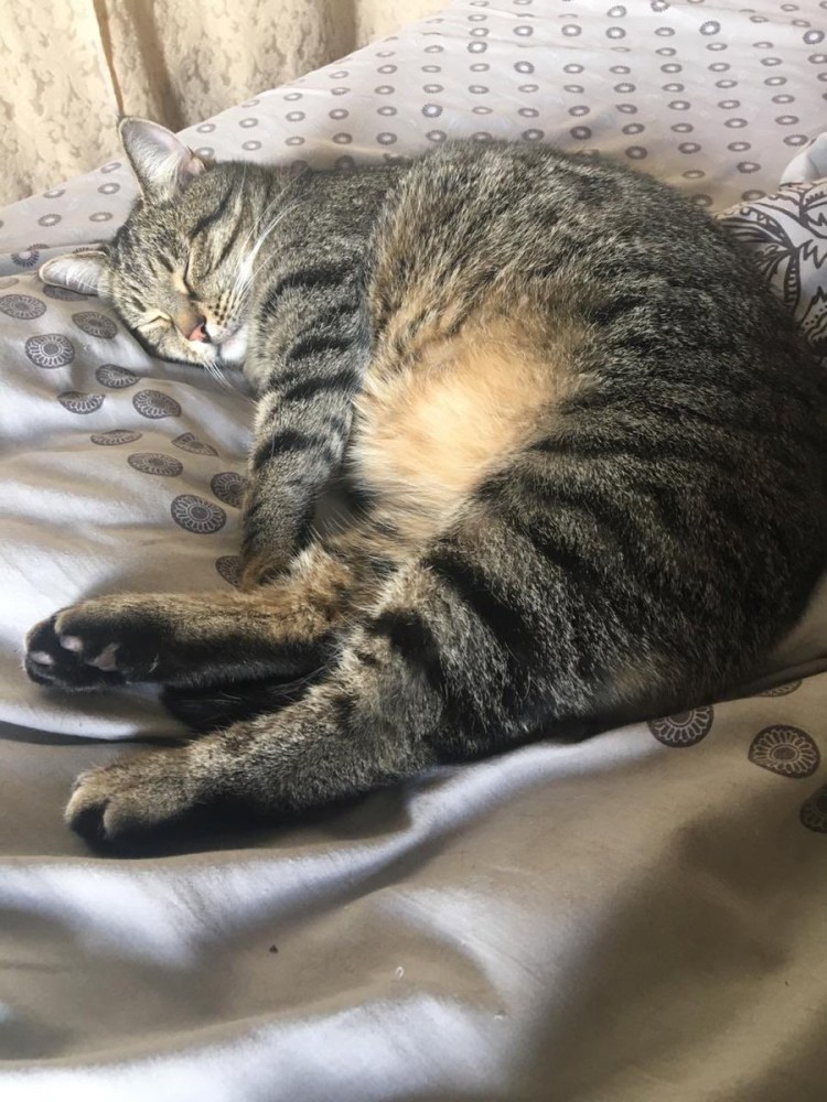 Котенок полгода