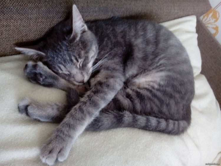 Фото 2х недельных котят