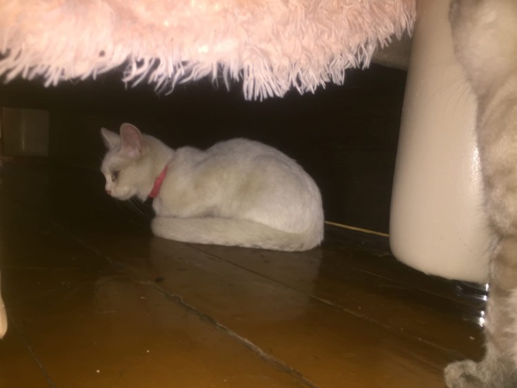 Котята породы РЭГ дол для детей