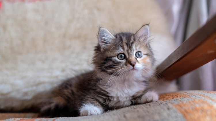 Котенок с пузиком