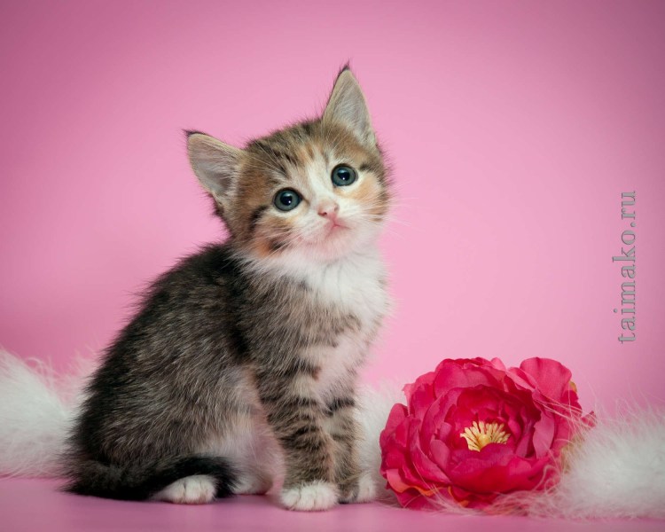 Теперь зверушки умеют ходить