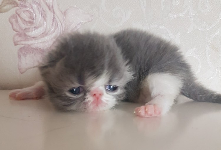 Токенок лежит на спине