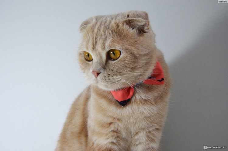 Бенгальская кошка