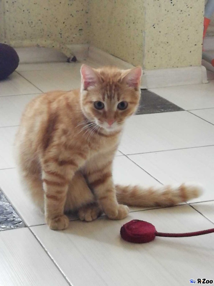 Котенок полгода