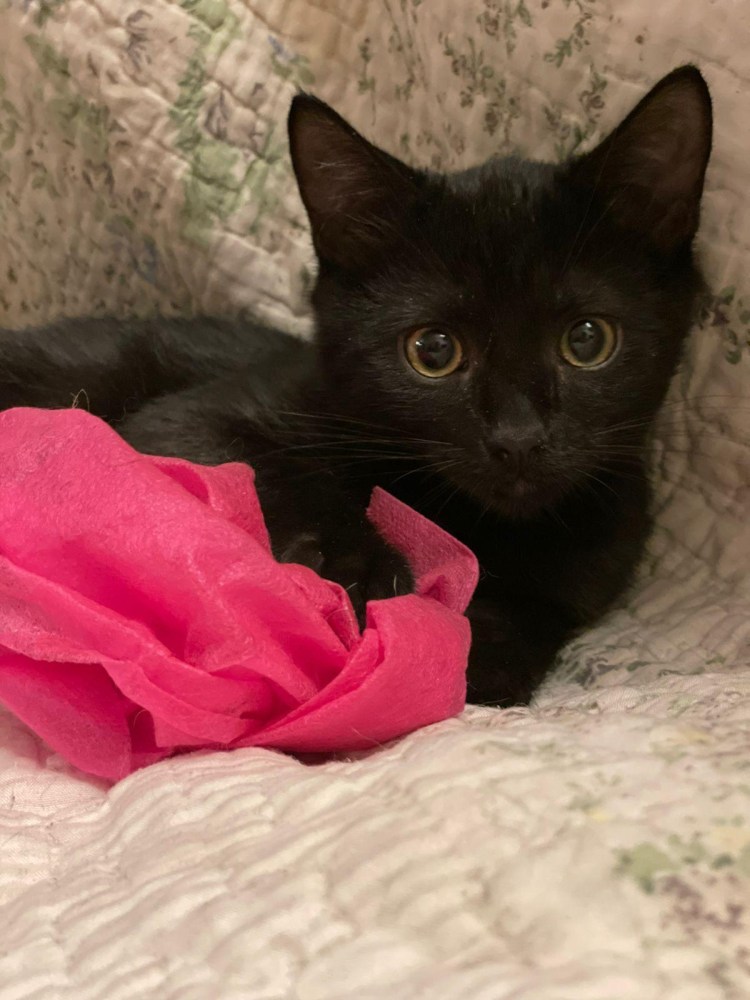 Играющие котята на кровати