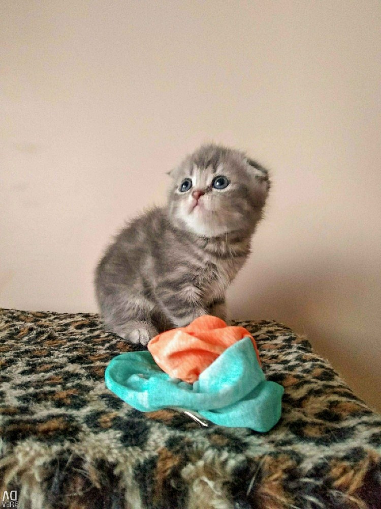 Котенок растет