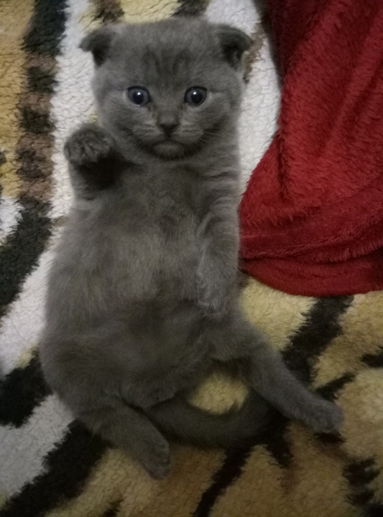 Мейн кун кот 6 месяцев