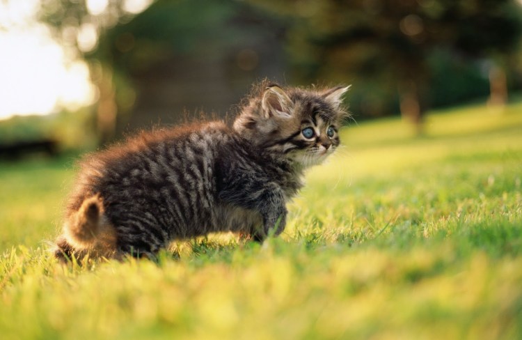 Маша убойная сила актриса