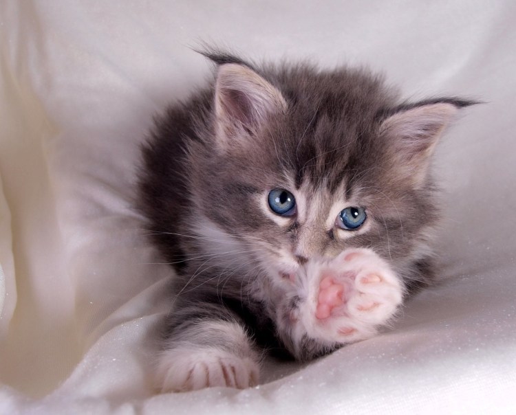 Кошки маленькие