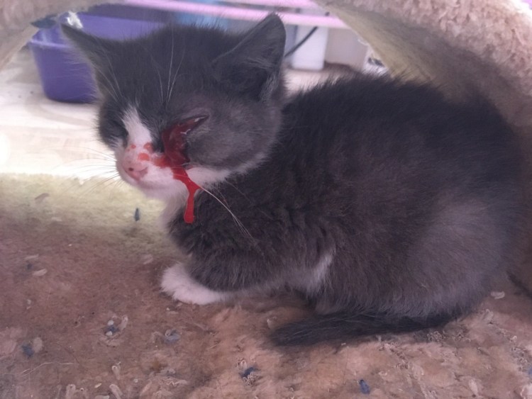 Серый полосатый котёнок