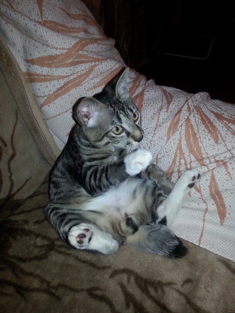 Кот пол года