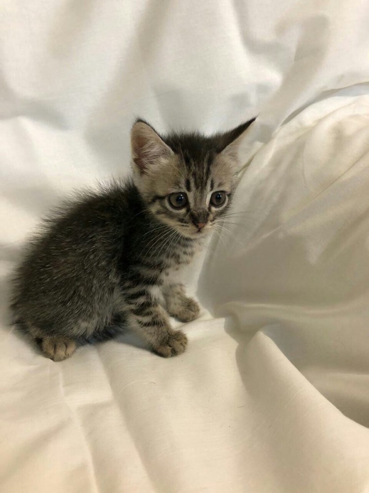 Шестимесячный котенок