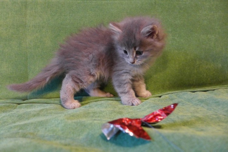 Котенок 3-4 месяца фото