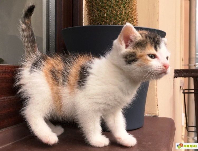 Котенок шесть месяцев