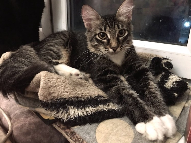 Котенок полгода